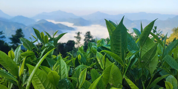 SĂN MÂY TẢ PHÌN HỒ HÀ GIANG